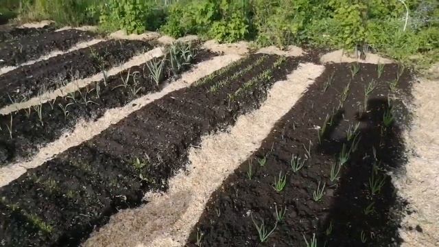 Часть 27 ДАЧА/просто дачная рутина/ХОРОШЕЕ ВРЕМя/Garden смотреть онлайн