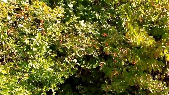 Дары осени. Тёрн. Терновник. Gifts of Autumn. Turn. Blackthorn. Geschenke des Herbstes. Schwarzdorn смотреть онлайн