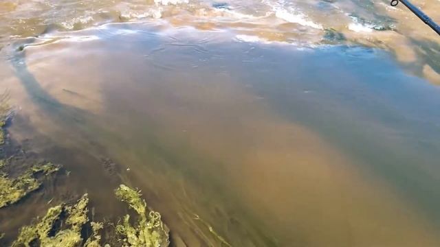 Ловля окуня на мертвую рыбку смотреть онлайн