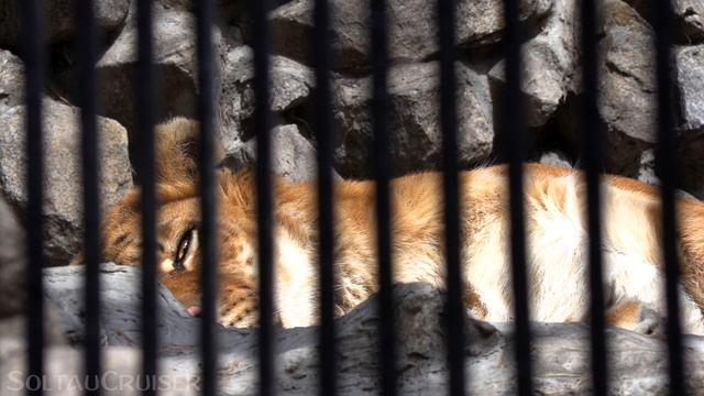 4K | Liger (Lion-Tiger Hybrid) At Novosibirsk Zoo