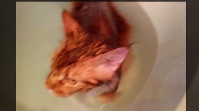 Мейн кун Степа и кот Тихон. Моем котов без проблем 😸 смотреть онлайн