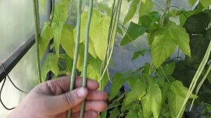 Самая длинноплодная фасоль! Вигна, обзор сортов