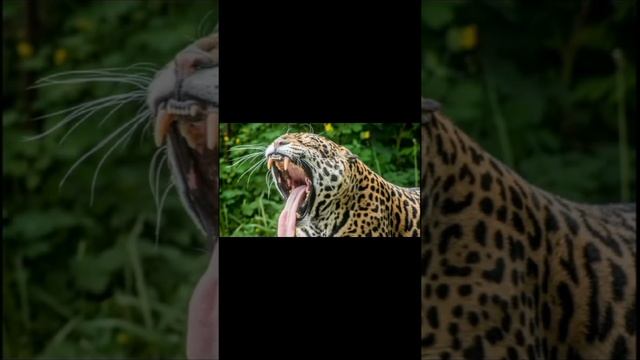 Факт о ягуарах#Shorts смотреть онлайн