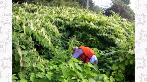 Горец сахалинский:  агрессор или декоративное растение?
