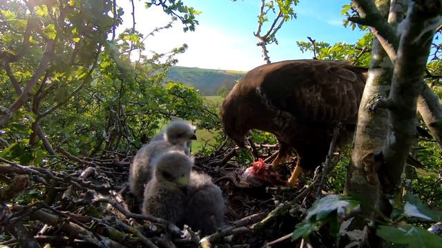 Formidable Buzzard's Tender Care of Tiny Chicks | Discover Wildlife | Robert E Fuller смотреть онлайн