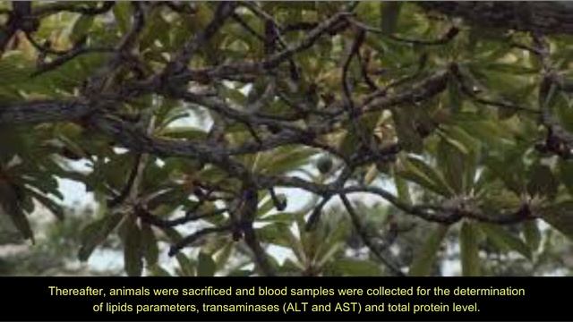 Aqueous Extract of the Stem Bark of Baillonella toxisperma, Its Protective Effects on Dexamethasone смотреть онлайн
