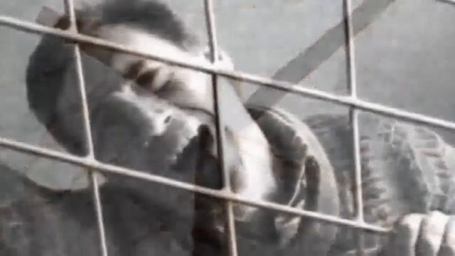 Высоцкий - Ребята, напишите мне письмо...(пер. на иврит) | ויסוצקי - מכתב смотреть онлайн