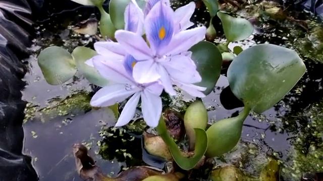 У меня зацвел водный гиацинт смотреть онлайн