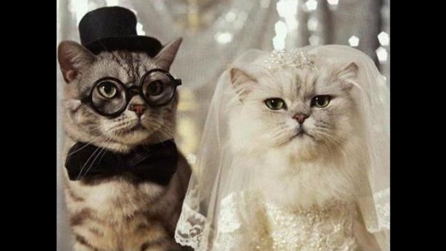 ПОЗДРАВЛЕНИЕ С ДНЕМ СВАДЬБЫ смотреть онлайн