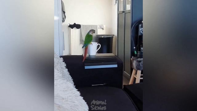 ГОВОРЯЩИЕ И САМЫЕ СМЕШНЫЕ ПОПУГАИ со всего мира | ПРИКОЛЫ С ПОПУГАЯМИ | FUNNY PARROTS часть 13 смотреть онлайн