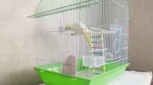 Попугай Корелла чирикает и поёт