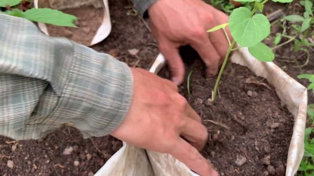 Easy Tips To Grow Okra in Bag from Seeds Till Harvest смотреть онлайн
