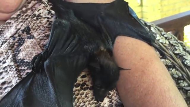 Black Flying-Fox does flappies; this is Miss Magnolia with her batmum Batzilla. смотреть онлайн
