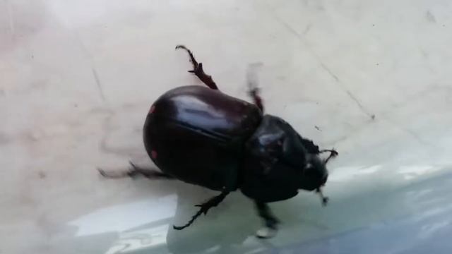 Жук олень и жук носорог. смотреть онлайн