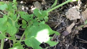 Картофель из очистков/ результат выращивания