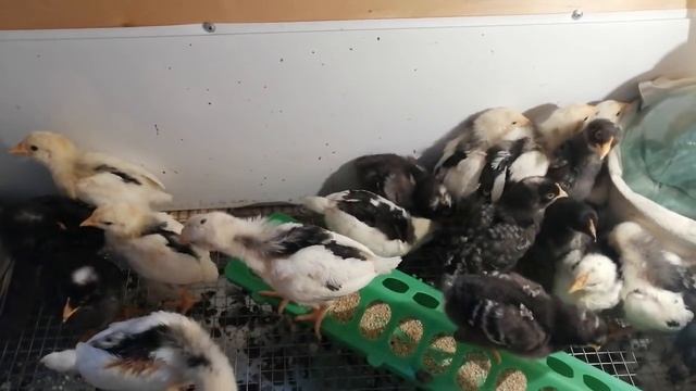 Цыплята - вес в неделю и в 2 недели смотреть онлайн