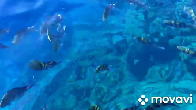 Красное море в октябре. смотреть онлайн