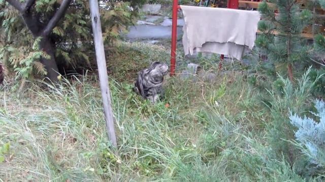 ВЛОГ. Дача и мои коты: Люсьен и Моника :D смотреть онлайн