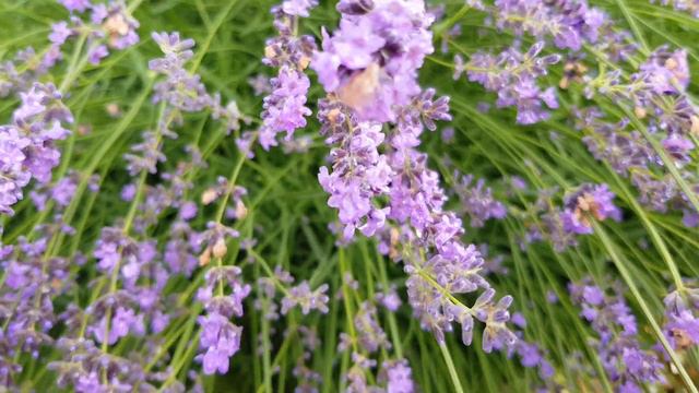 Нарешті розквітла лаванда смотреть онлайн