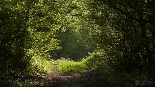 4K HDR Enchanted Forest - Blackbird Singing - Springtime Bird Song - Relaxing Nature Video & Sounds