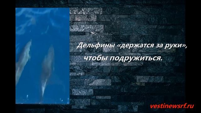 Дельфины «держатся за руки», чтобы подружиться смотреть онлайн