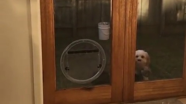 Собака и собачья дверь смотреть онлайн