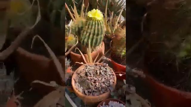 🌴Очень красивая Оранжерея в английском городе Wakefield 🌵 смотреть онлайн