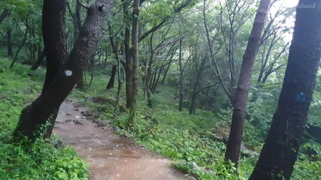 【4K】 heavy rain walk - forest #1 смотреть онлайн