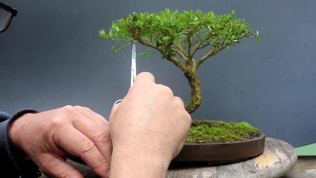 African Style, Serissa Bonsai, July 2015 смотреть онлайн