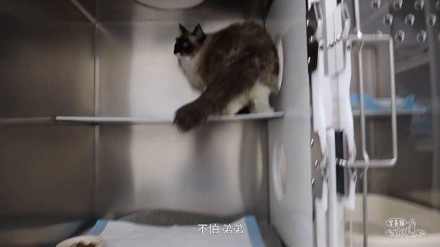 這是布偶貓最想刪掉的影片沒有之一，獸醫說再拉不出就會屎中毒｜李喜猫 смотреть онлайн