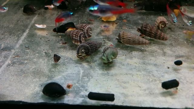 Улитка Тиломелания Королевская Tylomelania King смотреть онлайн