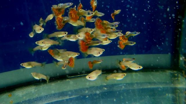 Гуппи " Московская гвоздика" смотреть онлайн