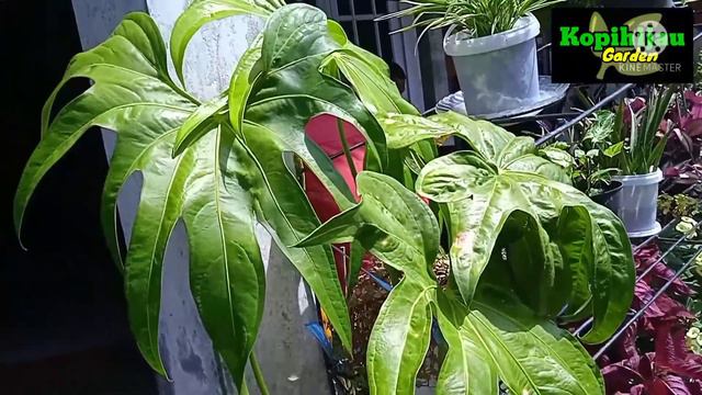 EDISI LEBARAN - TANAMAN HIAS ANTHURIUM JARI / PEDATORADIATUM смотреть онлайн