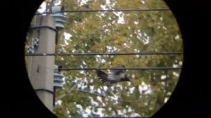 Охота c пневматикой на Лесных Ворон. Crow Hunting 2022. Кроухантинг. Jack Hunter.