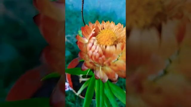 strawflower | Everlasting flower |helipterum | Rhodanthe |helichrysum смотреть онлайн