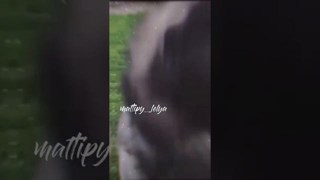 Кавказская Овчарка💗😫 смотреть онлайн