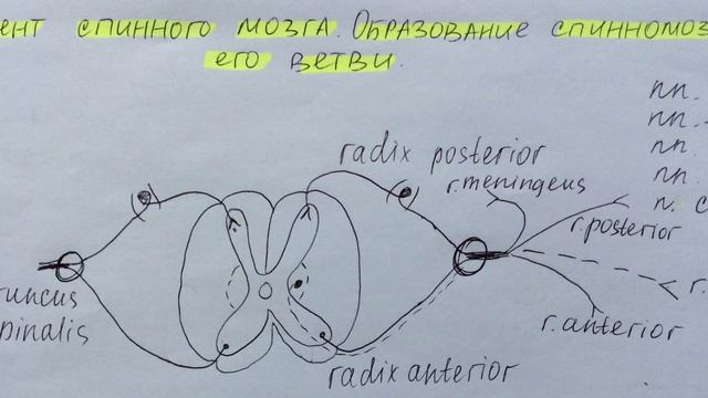 Билет 009. СЕГМЕНТ СПИННОГО МОЗГА. ОБРАЗОВАНИЕ СПИННОМОЗГОВОГО НЕРВА, ЕГО ВЕТВИ. смотреть онлайн
