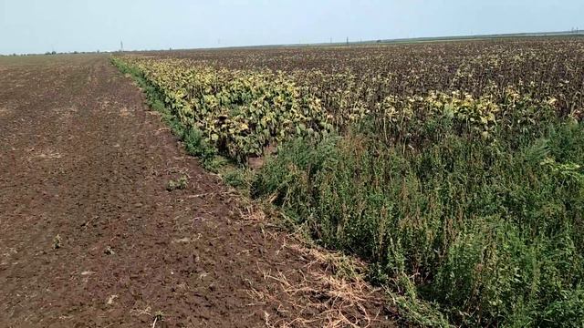 21.08.2021 подсолнечник, 15 ц. смотреть онлайн