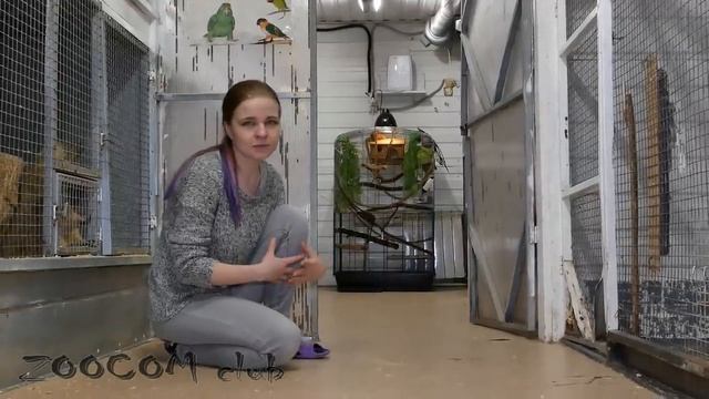 КОГДА ДЕНЬ РОЖДЕНИЯ У СУРИКАТОВ Пряни и Зямы? Что будем делать? смотреть онлайн