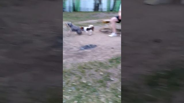 Как маленький Джек Рассел терьер 🐕 погонял большого цвергшнауцера🐩. смотреть онлайн