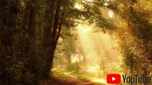 звуки природы пение птиц шум леса !! O'rmon ovozi qushlar sayrashi !!!"