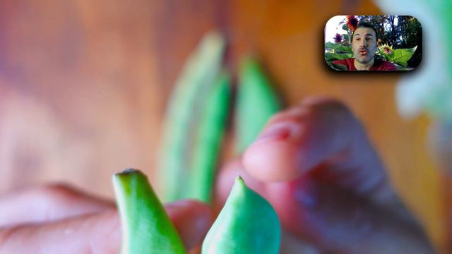 🔴Huerto SIN Semillas: Chauchas, Frijoles ✔️ смотреть онлайн