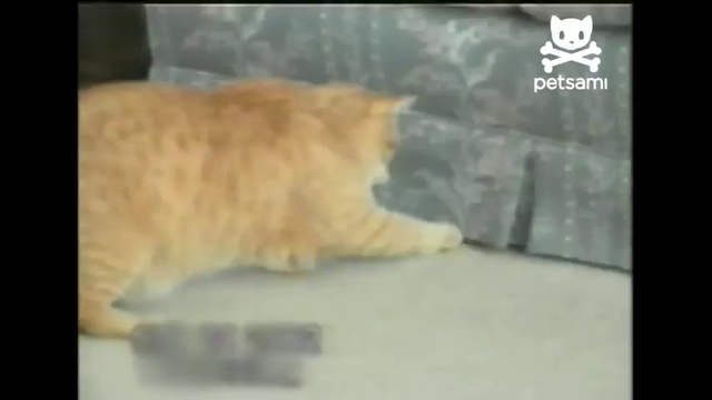 Котейки играют