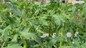 ТОМАТ ПИНК МЭДЖИК на 23 Мая. Осматриваем куст томата и убираем пасынки.