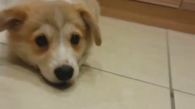 Смешные щенки лают. смотреть онлайн