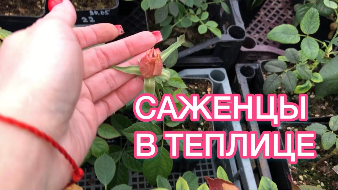 Обзор теплицы | Саженцы роз и гортензий | Контейнерные розы уже растут ? смотреть онлайн