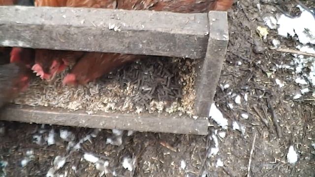 Пробуем черную львинку. Куры, рыбы. смотреть онлайн