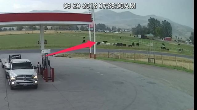Lightning Strikes Cow смотреть онлайн