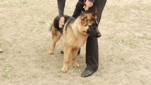 НЕМЕЦКАЯ ОВЧАРКА. Мифы и заблуждения GERMAN SHEPHERD смотреть онлайн