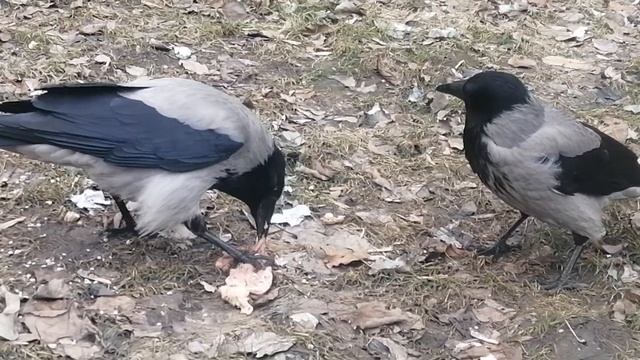 Ворона босс и его сын. Что может быть лучше курицы? \ Boss Crow & His Son. What's Better Than Meat?